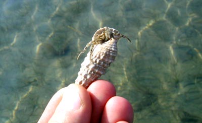 Sea shell